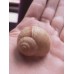 Snail shell geocache (magnetic with nano log)